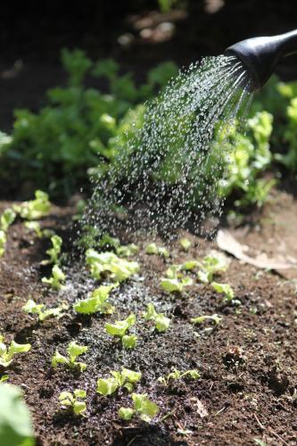 a person watering plants with a garden hose at Hospedagem Sabor Da Trilha in Vale do Capao