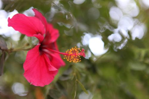 a red flower is growing on a tree at Hospedagem Sabor Da Trilha in Vale do Capao