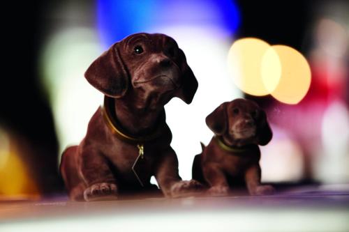 two brown dogs sitting next to each other at pentahotel Reading in Reading