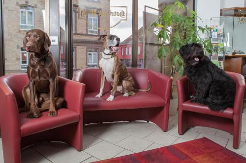 two dogs sitting on red chairs in a store at Hotel zur Pfalz in Kandel