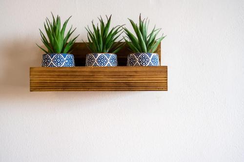 four plants in blue and white vases on a wooden shelf at French Quarter Q in New Orleans