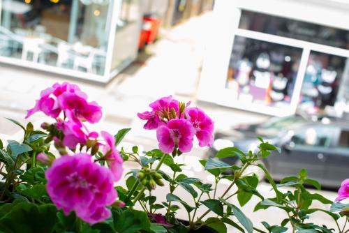 a group of pink flowers in front of a building at Dog and Whistle Pub in Hertford