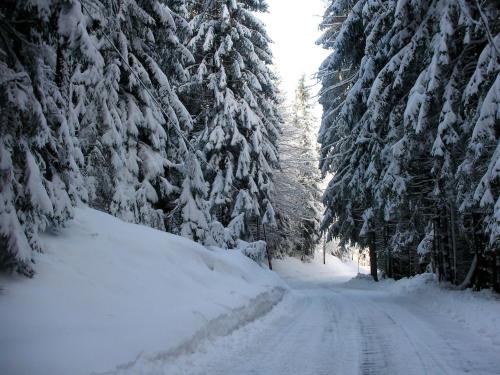 eine schneebedeckte Straße in einem Wald mit Schnee gedeckte Bäume in der Unterkunft Apartment in Fresach near Ski Slopes & Lake in Fresach