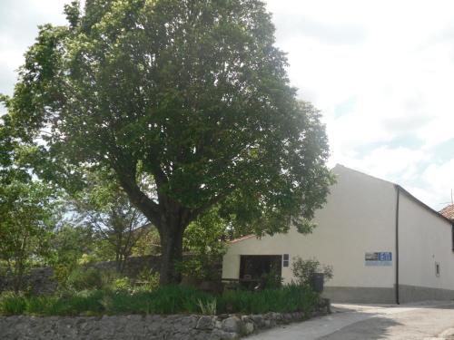 a tree next to a white building with a tree at Apartment Pod Lipom in Roč