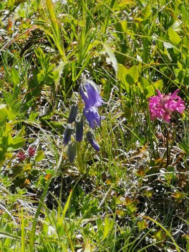 a blue flower in the grass with other flowers at Pension Arkadenhof in Loipersdorf bei Fürstenfeld