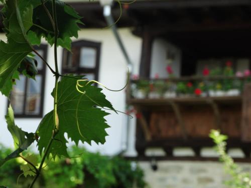 a green leaf in front of a house at Osmarski Houses in Osmar