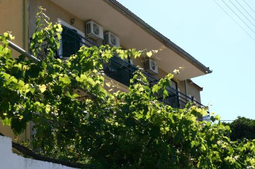 a building with a tree in front of it at Pension Elena in Ágios Nikólaos