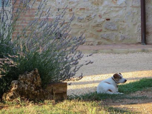 a dog sitting in the grass next to a plant at Agriturismo La Segolina in Colle Val D'Elsa