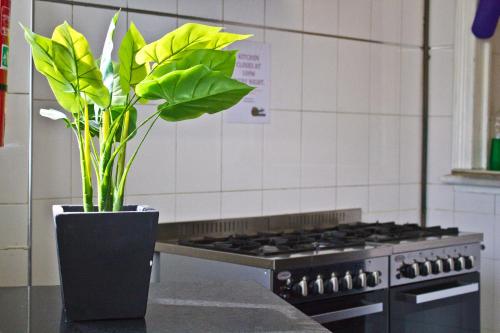 a potted plant sitting on a counter in a kitchen at Mad Monkey Kings Cross in Sydney