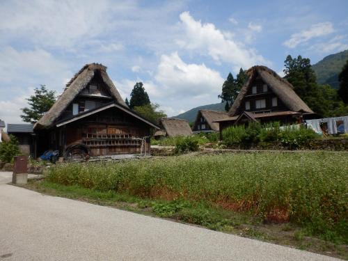 a group of houses with thatched roofs at Minshuku Goyomon in Nanto