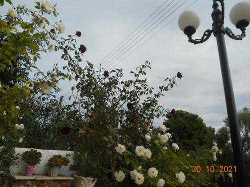 a bush of flowers next to a street light at Melios Rooms in Petalidhion