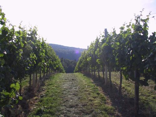 a row of orange trees in a field at Weinlandhof in Klöch