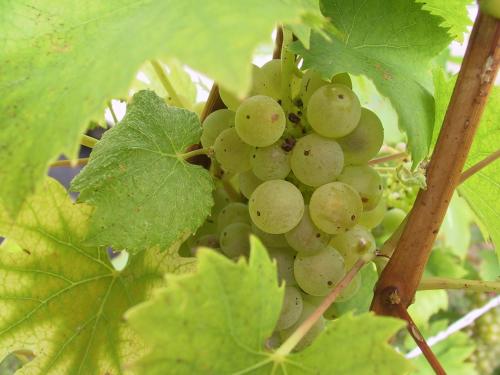 a bunch of green grapes growing on a vine at Weinlandhof in Klöch