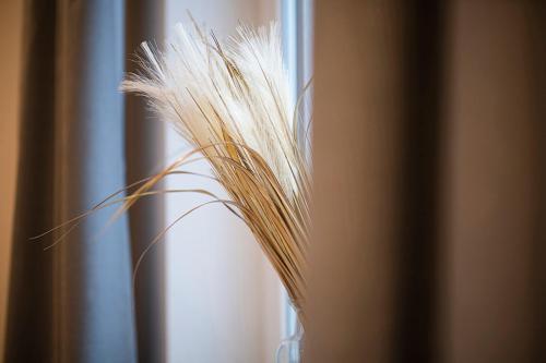 a close up of a pile of wheatgrass at Q-Stall am Poppenberg in Brilon
