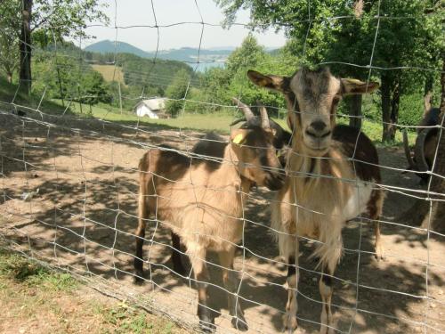 two goats standing next to a wire fence at Ferienwohnungen Jodlbauerhof in Weyregg