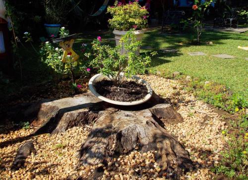 a plant in a pot sitting on top of a tree stump at Pousada Caúca in Abraão