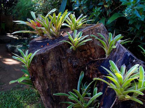 a group of plants on top of a tree stump at Pousada Caúca in Abraão