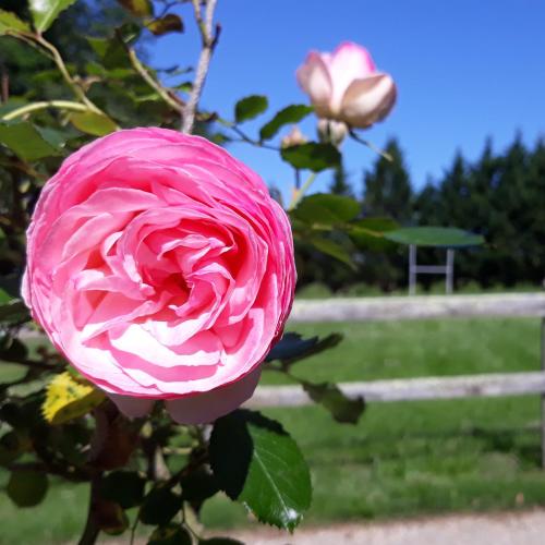a pink rose is growing in a garden at Roulotte Fleur des Champs in Sigalens