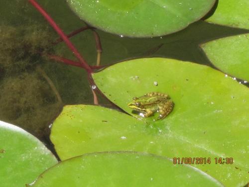 a frog sitting on top of a green leaf at Monte do Zeca in Zambujeira do Mar