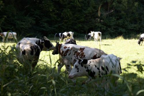 a herd of cows grazing in a field of grass at Maischeider Hof in Kleinmaischeid
