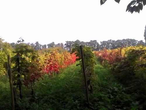 a field of trees with red and yellow leaves at Wijndomein de Vier Ambachten -overnachten in de wijngaard in Simonshaven