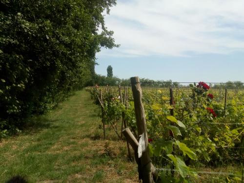a field of red roses behind a fence at Wijndomein de Vier Ambachten -overnachten in de wijngaard in Simonshaven