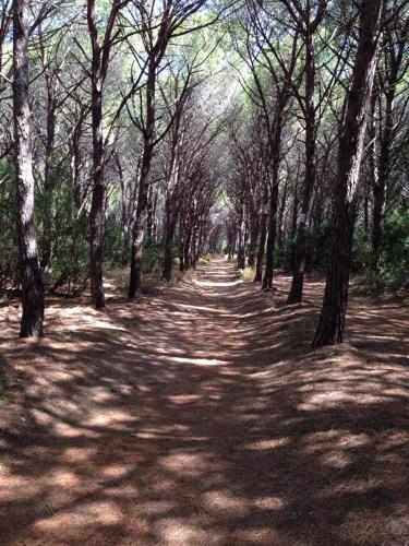 a dirt road in a forest with many trees at B&B La Tasgia in Aggius