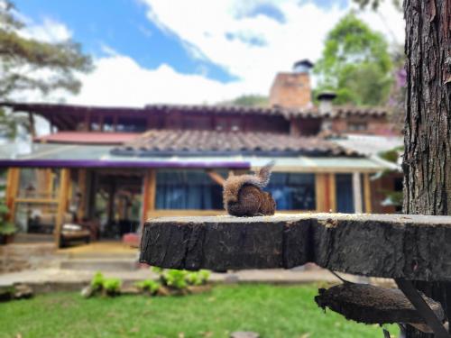 a squirrel sitting on top of a fence at Refugio en el Bosque in Medellín