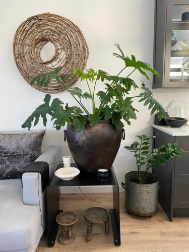 a living room with a pot on a table with plants at Napier Apartment Ahuriri in Napier