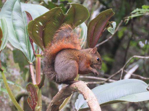 a squirrel is sitting on a tree branch at Refugio en el Bosque in Medellín