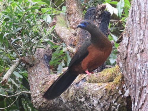 a bird is sitting on a tree branch at Refugio en el Bosque in Medellín