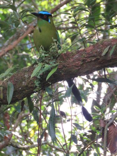 a green bird sitting on a tree branch at Refugio en el Bosque in Medellín