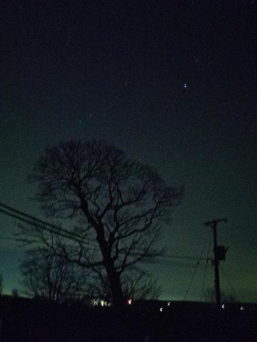 a tree in front of a night sky at The Manor House Inn in Shotley Bridge