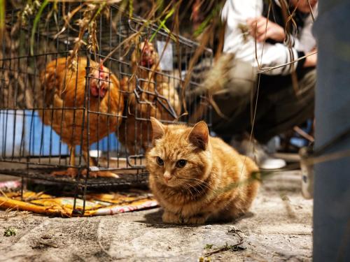 a cat sitting in front of a cage with chickens at Foshan Cuba Youth Hostel in Foshan