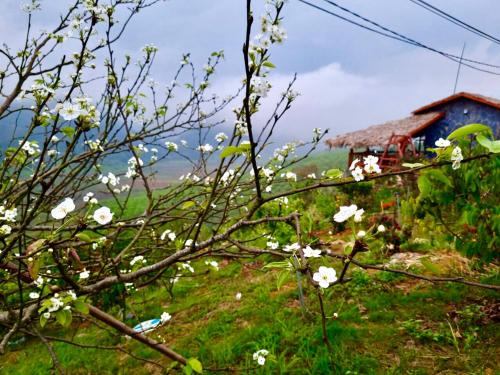 a tree with white flowers in front of a house at Mộc Châu Peachy Garden in An Pon