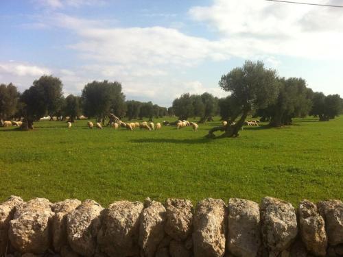 a herd of animals grazing in a field behind a stone fence at Masseria Pelosella B&B in Fasano