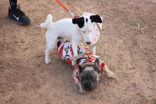 a small dog on a leash playing with a toy at Wan Resort Rayong in Ban Laem Makham