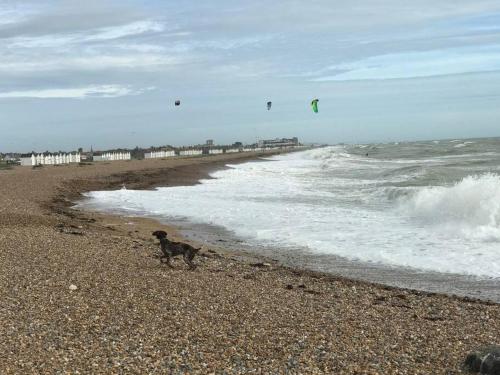 un perro en una playa con una cometa en el agua en Goring Beach Studio - 2 min walk from seafront, en Goring by Sea