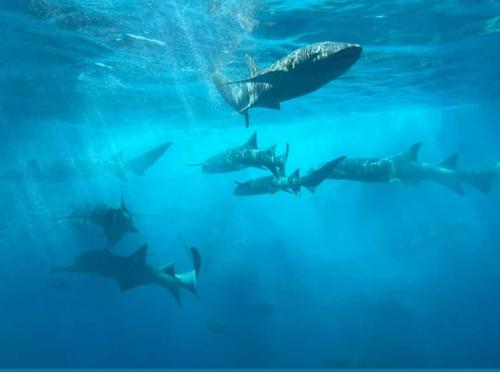 a group of sharks swimming in the water at Chambao Maldives in Guraidhoo