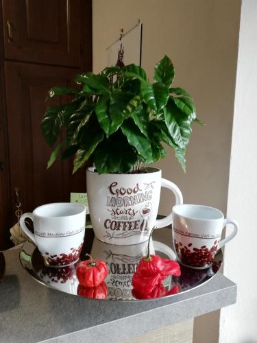 a plant in a pot on a tray with two cups at Villa Ceirano in Lagnasco