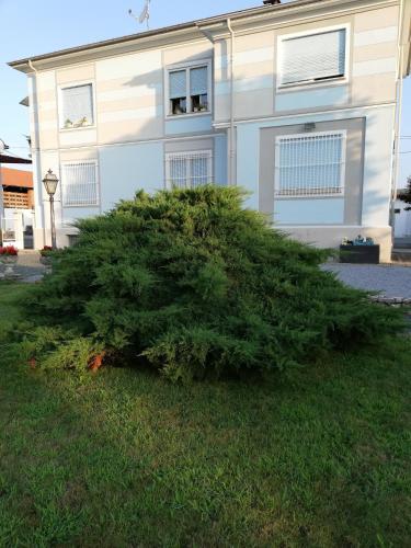 a large green bush in front of a house at Villa Ceirano in Lagnasco