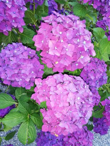 a group of purple flowers with green leaves at Villa Ceirano in Lagnasco