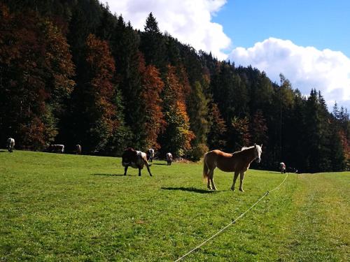 a group of horses in a field with a mountain at Haus Branol in Hermagor
