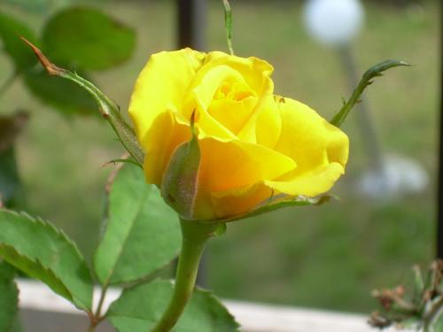 a yellow rose is growing on a plant at Casa Balducci Bed&Breakfast in Mercatello sul Metauro