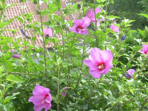a group of pink flowers in a garden at Casa Balducci Bed&Breakfast in Mercatello sul Metauro
