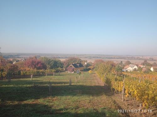 un champ de vignes avec une maison en arrière-plan dans l'établissement Kádárok Vendégháza a Somló-hegyen, à Somlószőlős