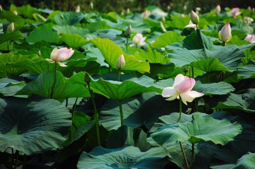 a lotus pond with pink flowers and green leaves at A Casa Dei Gonzaga, MantegnaHotels in Mantova