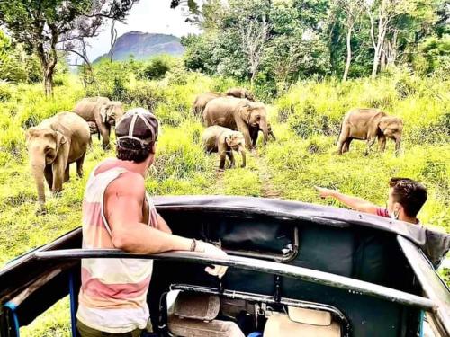 two men in a car looking at a herd of elephants at Grand freedom in Sigiriya