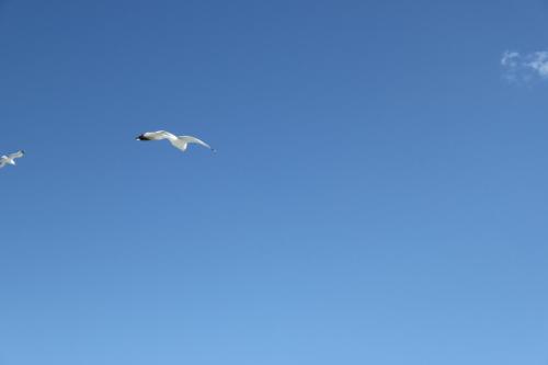 a bird flying in the sky at Casa del Sole in Narbolia