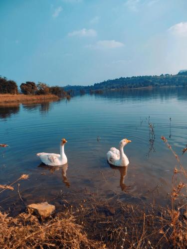 two white ducks are swimming in the water at Mountain N Lake Resort in Igatpuri